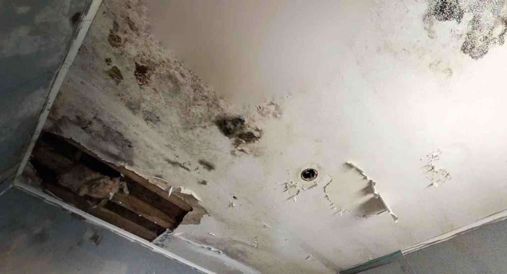 Can I Stay in My House With Black Mold? (2022) Mold Remediation