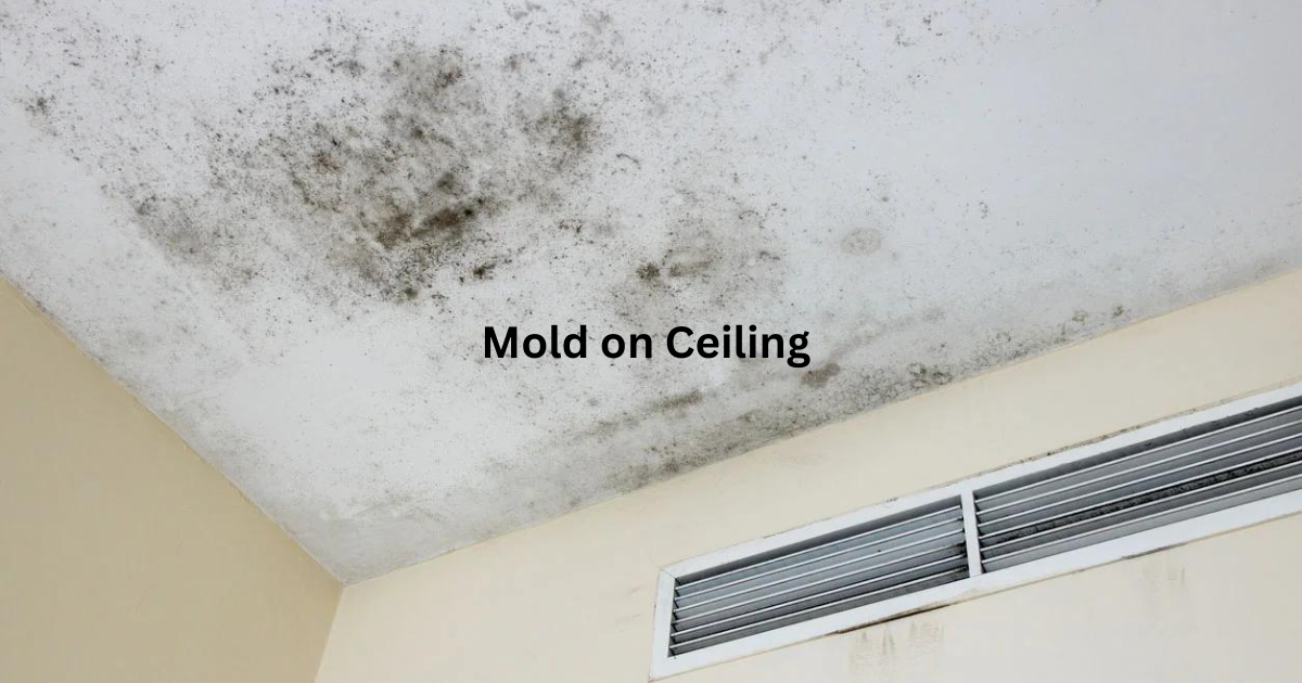 What Does Toxic Black Mold Look Like? Visual Guide (2024)
