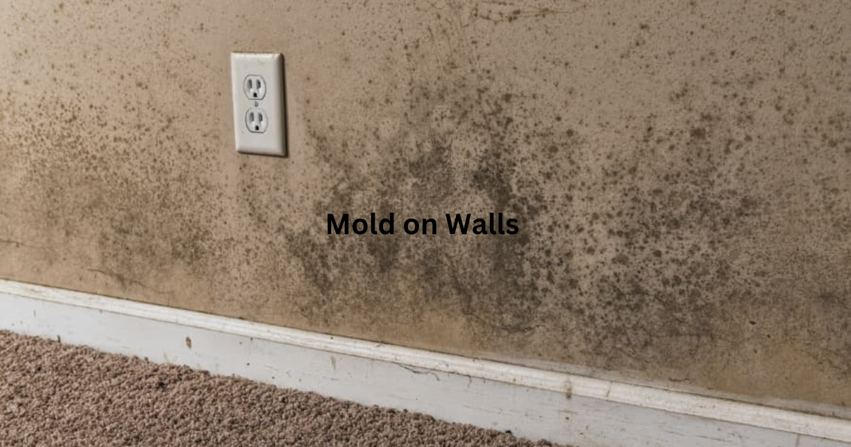 What Does Toxic Black Mold Look Like? Visual Guide (2024)