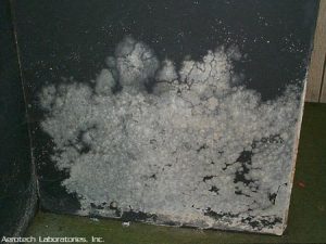 What Does Toxic Black Mold Look Like? Visual Guide (2024)